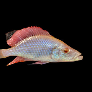 Alb. Compressiceps | Dimidiochromis compressiceps (Albino)