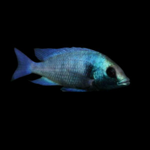 Gissel | Placidochromis phenochilus Gissel