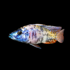 OB Compressiceps  | Dimidiochromis compressiceps