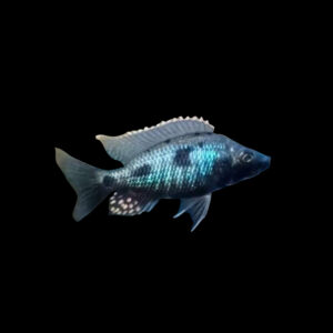 Tolae | Stigmatochromis melanchros