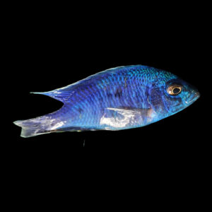 Azureus | Copadichromis azureus Mbenji