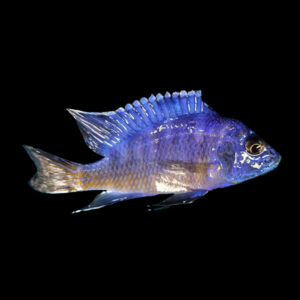 Blue Regal Mbenji/Koningsi | Aulonocara koningsi Mbenji