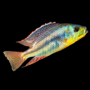 Malawian thick lips | Cheilochromis euchilus Likoma