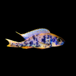 German Sulfurhead lithobates | Otopharynx lithobates sulphurhead (OB/BB)