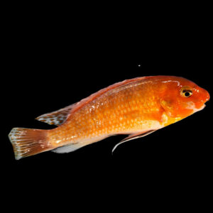 Chiofu Bay | Labeotropheus trewavasae Chiofu