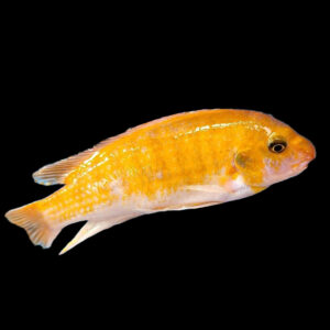 Ikwasi | Labeotropheus trewavasae Ikwasi
