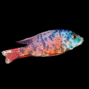 OB Fire Hap | Protomelas taeniolatus Namalenje (Super Red OB Morph)