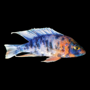 OB Iceberg RedFin | Sciaenocbromis fryeri Maleri Island OB