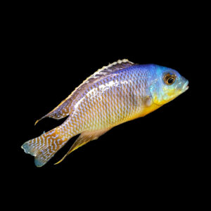 Bigspot | Otopharynx auromarginatus margrette Likoma