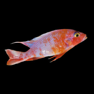 Snow White Sunburst Iceberg Redfin | Sciaenocbromis fryeri Maleri Island White/Speckled Orange