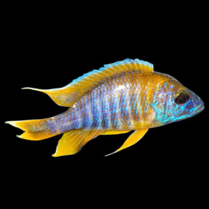 Lemon Jake | Aulonocara jacobfreibergi Undu Reef