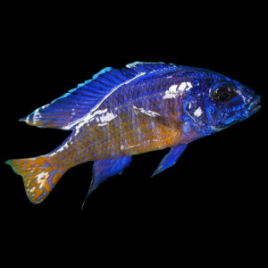 Mdoka Flametail | Aulonocara Stuartgranti Mdoka