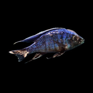 White Blaze Azureus | Copadichromis chrysonotus Mumbo