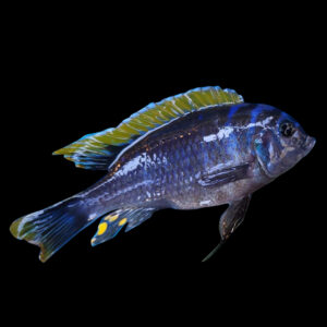 Yellowhead Afra/Aurifrons | Cynotilapia aurifrons Luwino Reef