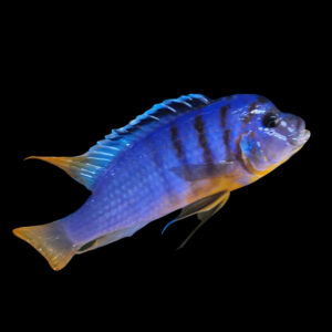 Luwino Reed Chilumba | Metriaclima fainzilberi Luwino Reef