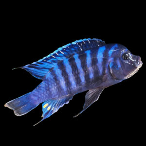 Giant Demasoni/Dolphin Manda | Metriaclima sp. “Dolphin Manda"