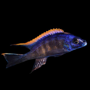 Black/Orange Dorsal Lithobates | Otopharynx lithobates black/orange dorsal